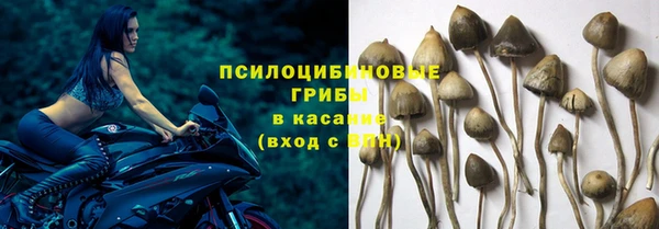 трава Аркадак